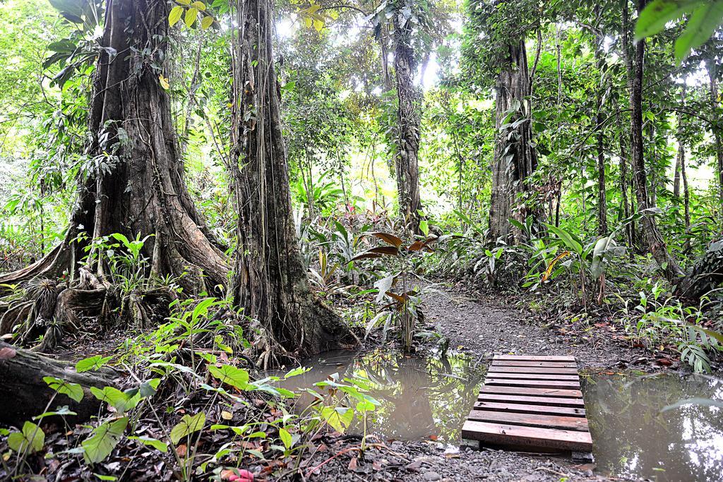 Korrigan Lodge Cahuita Exteriör bild